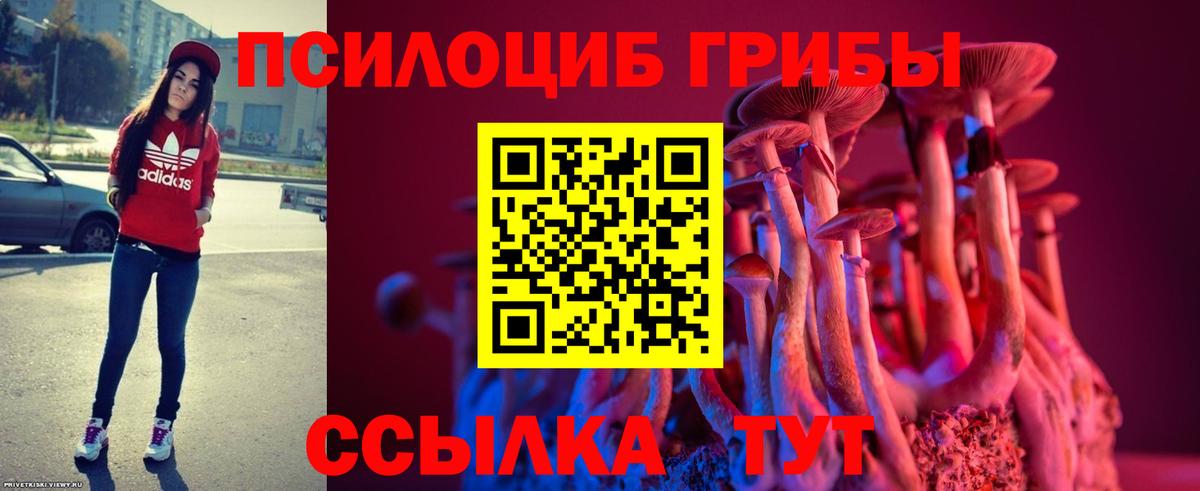 Псилоцибиновые грибы Psilocybe Кольчугино